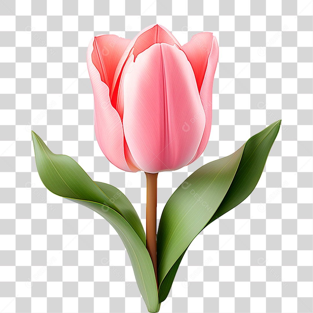 Flor Tulipa PNG Transparente