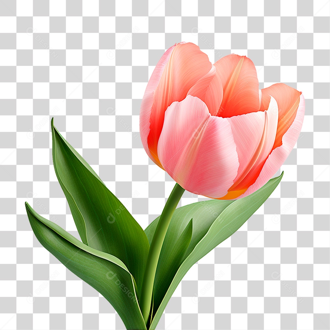 Flor Tulipa PNG Transparente