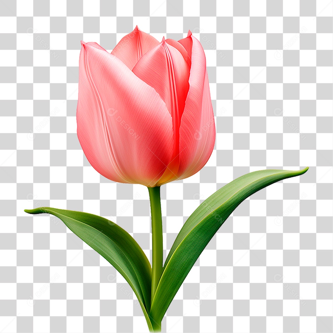 Flor Tulipa PNG Transparente