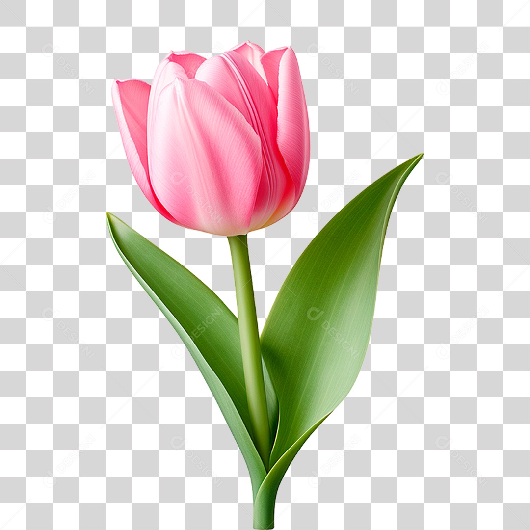 Flor Tulipa PNG Transparente