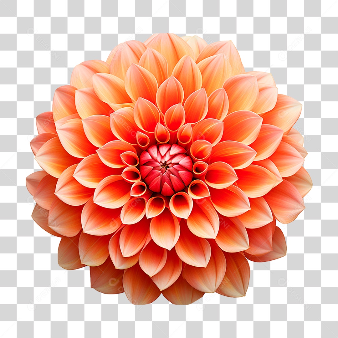 Flor Dália PNG Transparente