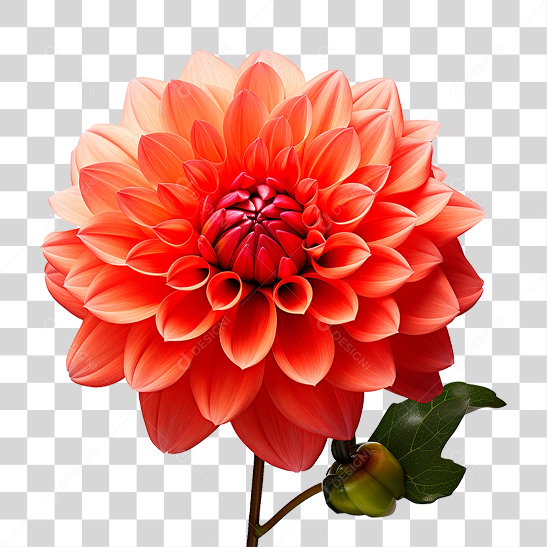 Flor Dália PNG Transparente