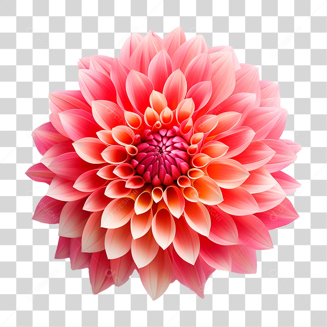 Flor Dália PNG Transparente