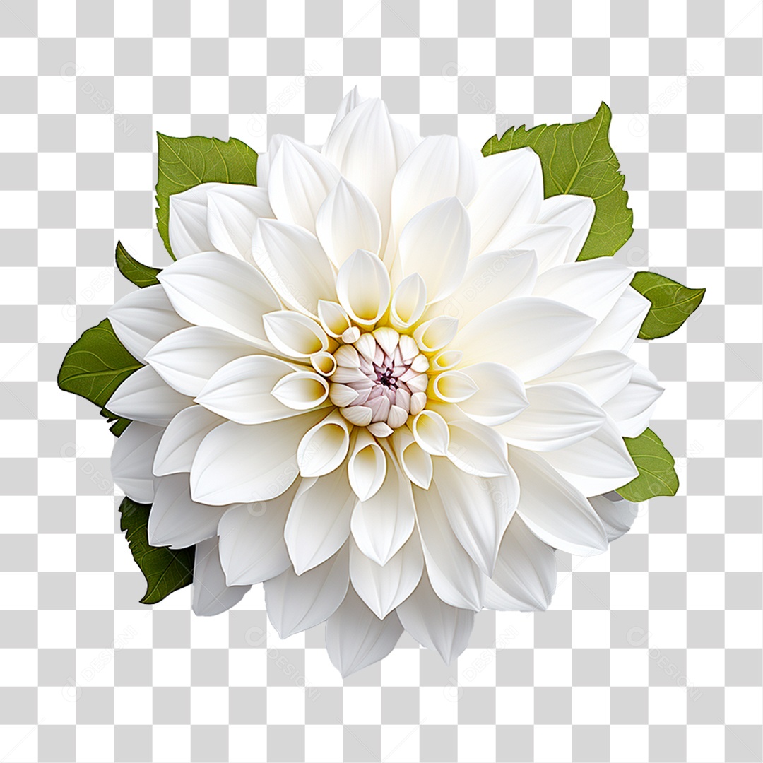 Flor Dália PNG Transparente