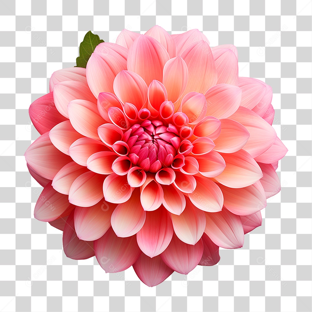 Flor Ornamental PNG Transparente