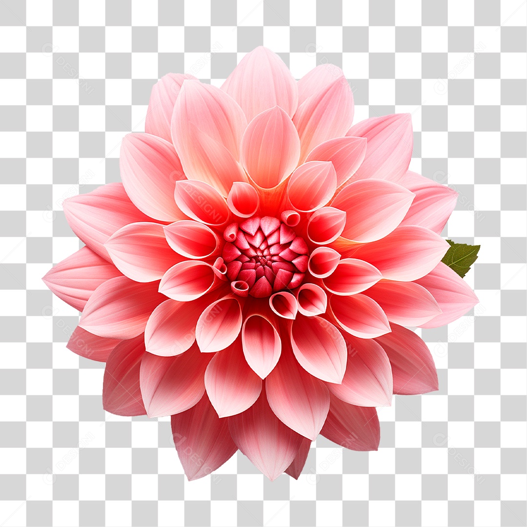 Flor Dália PNG Transparente