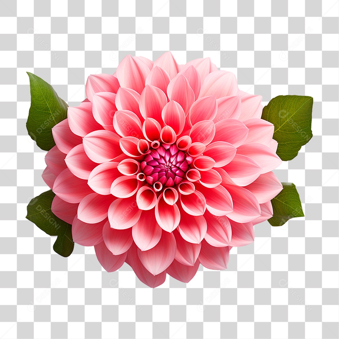 Flor Dália PNG Transparente