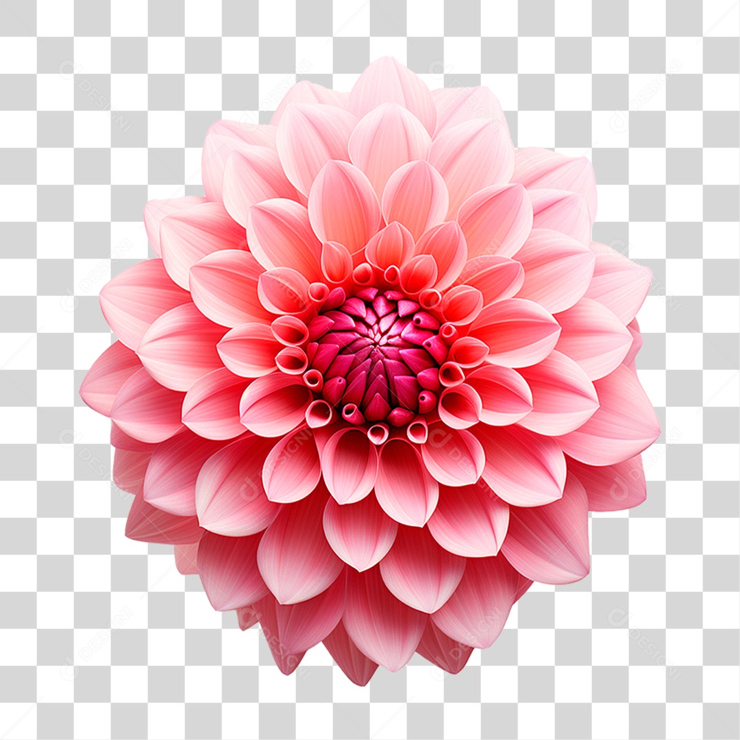 Flor Dália PNG Transparente