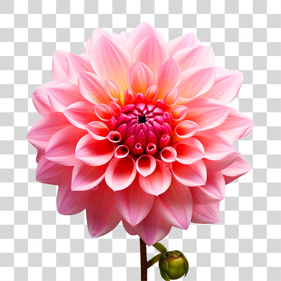 Flor Dália PNG Transparente
