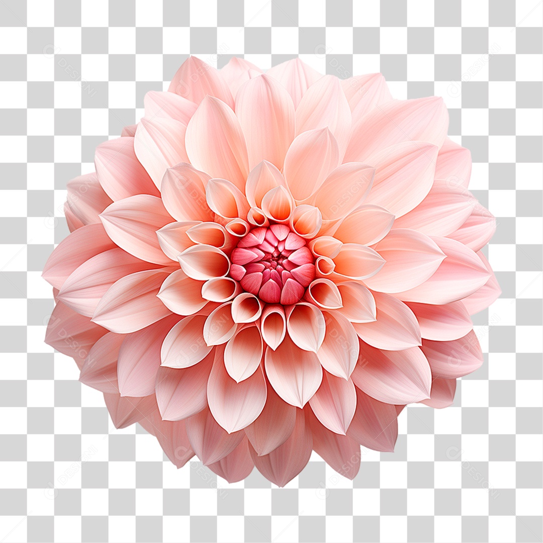 Flor Dália PNG Transparente