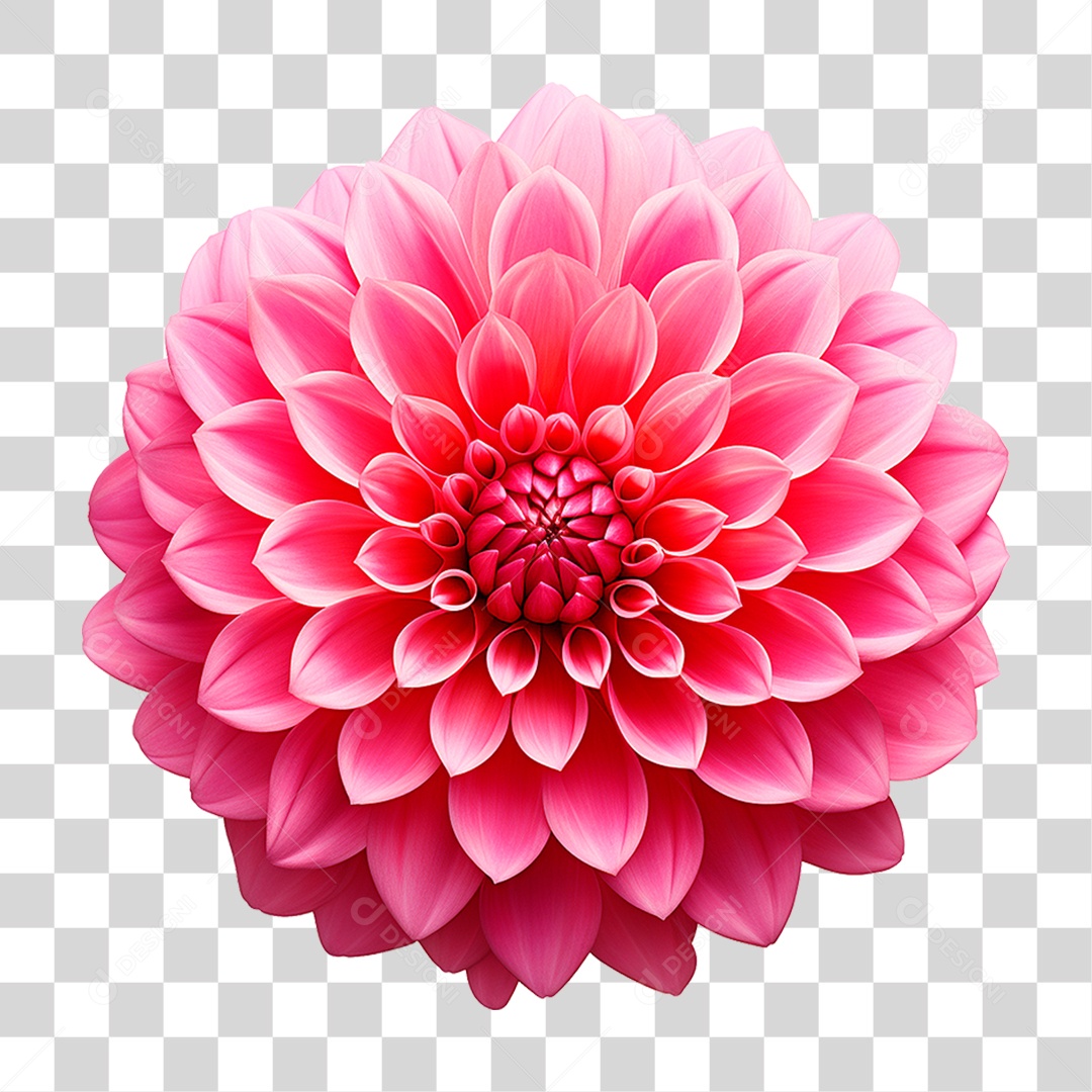 Flor Dália PNG Transparente