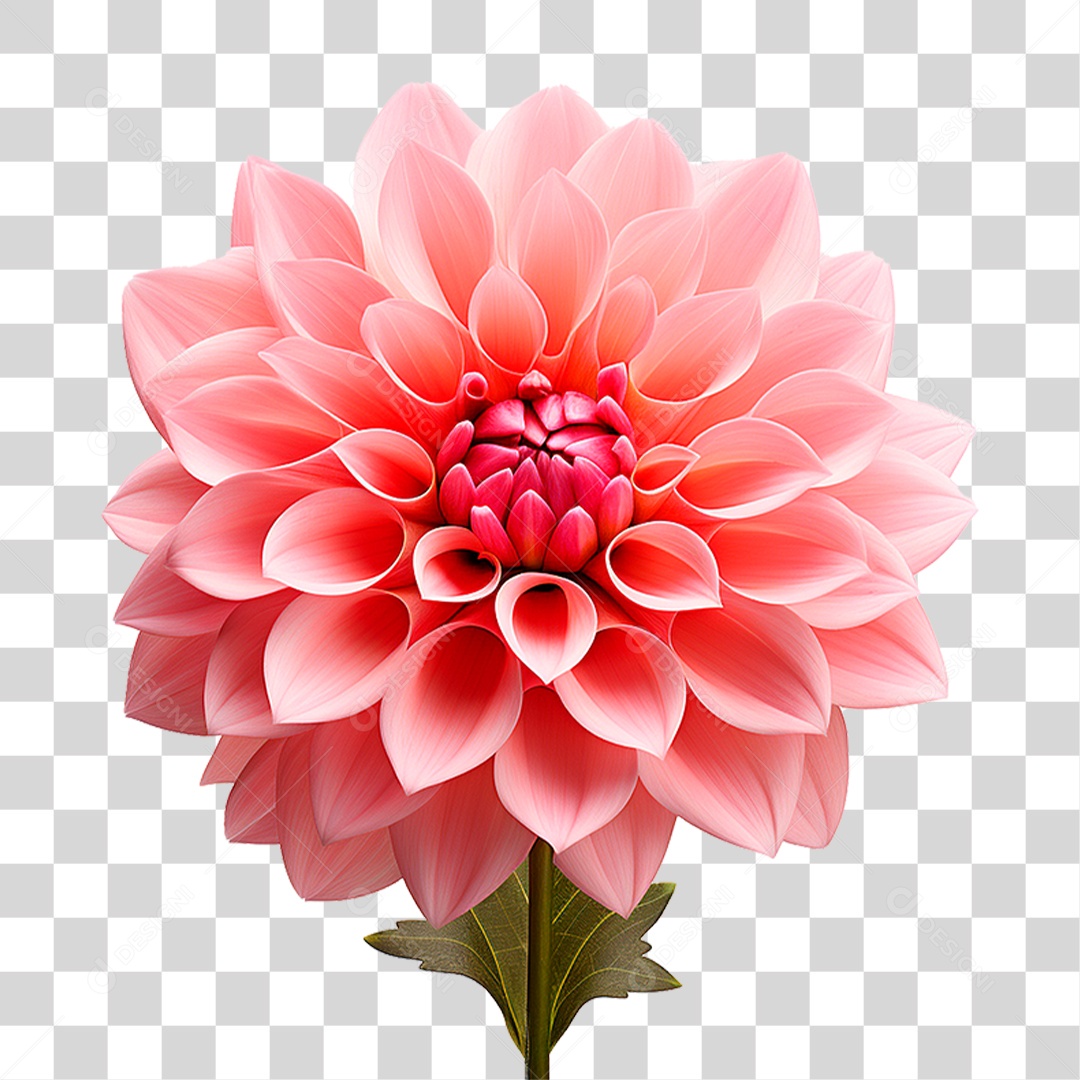 Flor Dália PNG Transparente