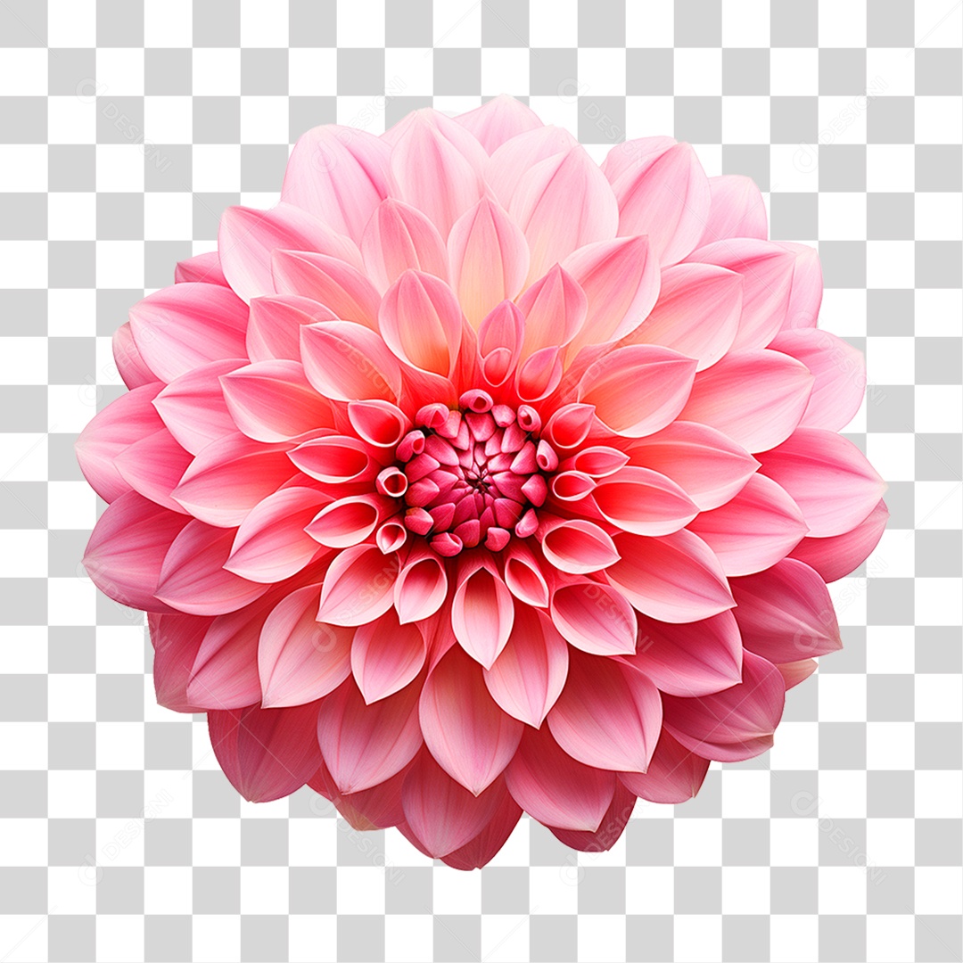 Flor Dália PNG Transparente