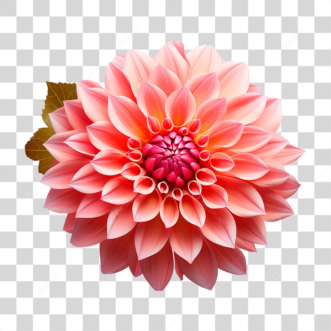 Flor Dália PNG Transparente