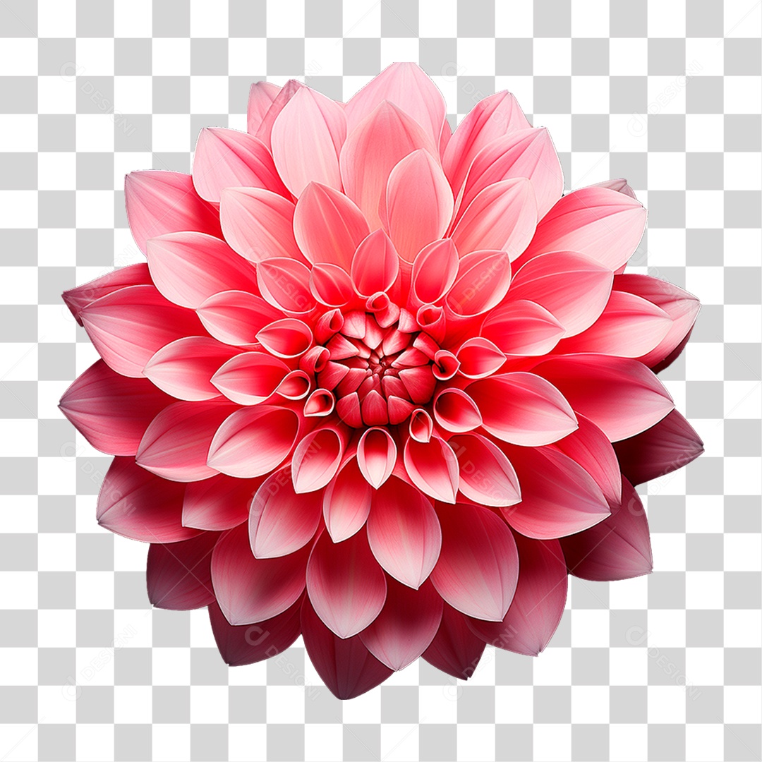 Flor Dália PNG Transparente