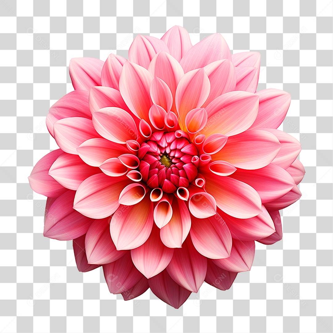 Flor Dália PNG Transparente