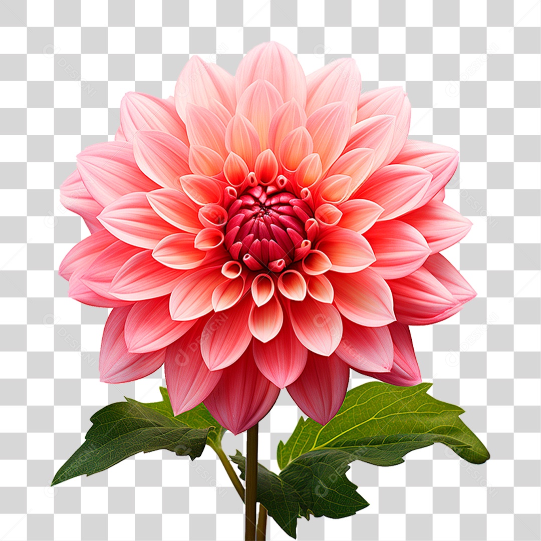 Flor Dália PNG Transparente