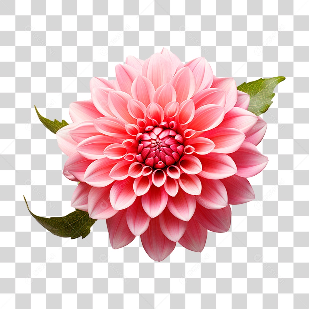 Flor Dália PNG Transparente