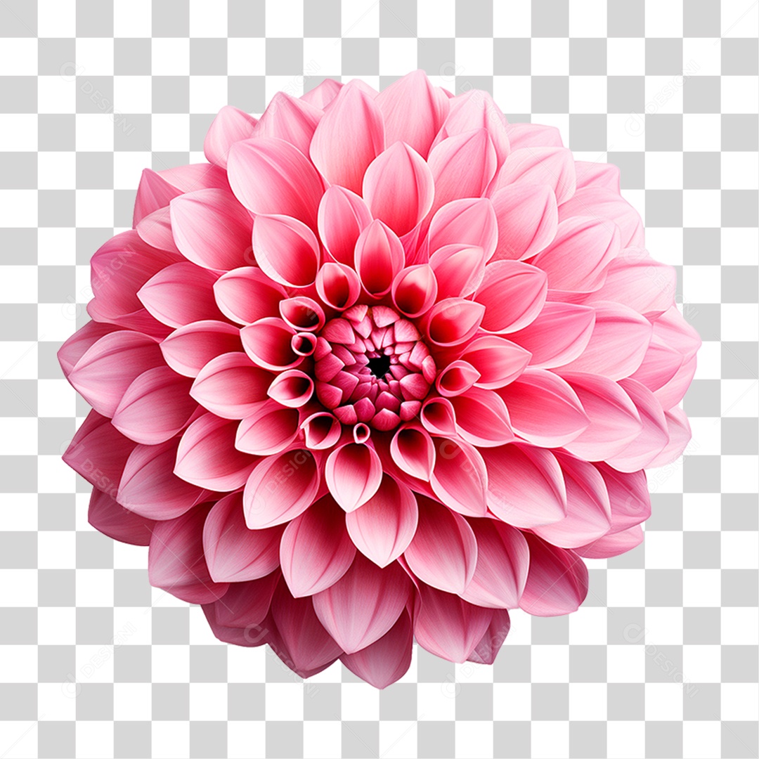 Flor Dália PNG Transparente