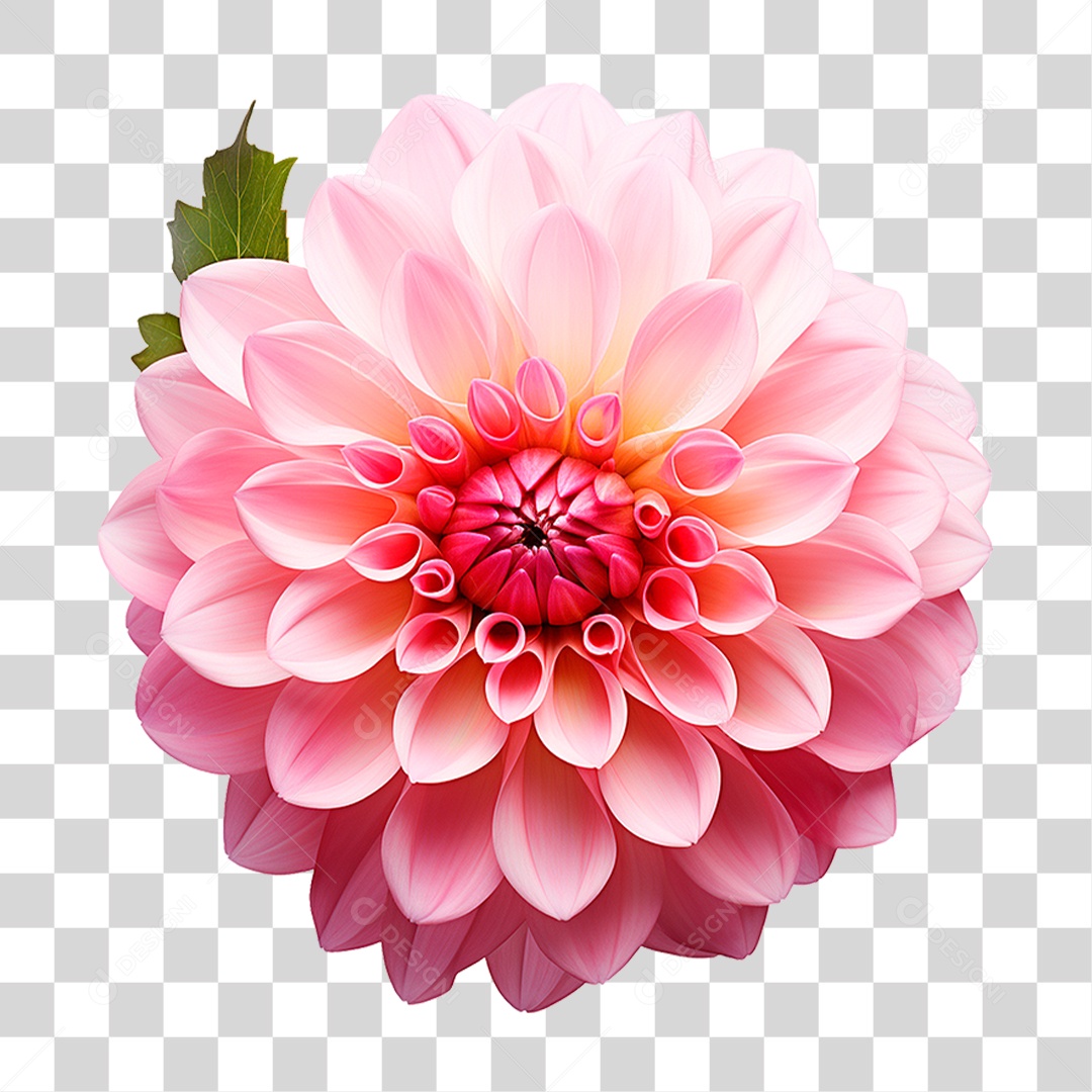 Flor Dália PNG Transparente