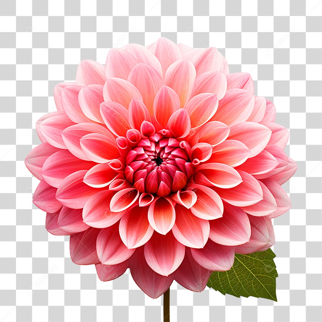 Flor Dália PNG Transparente