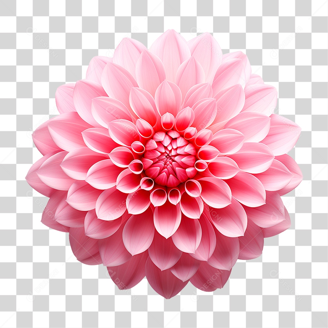 Flor Dália PNG Transparente