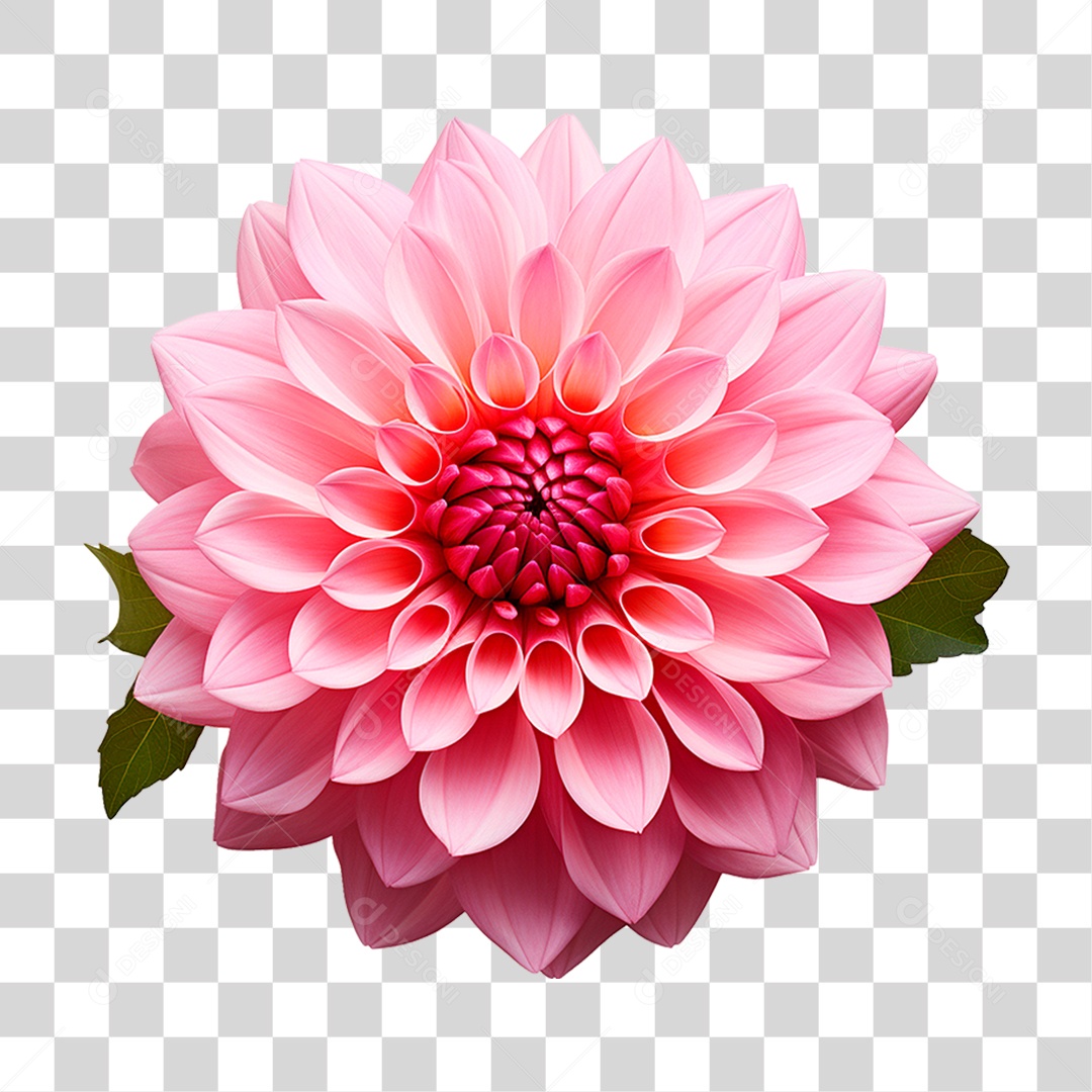 Flor Dália PNG Transparente