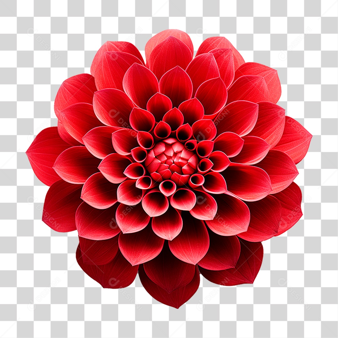 Flor Vermelha PNG Transparente