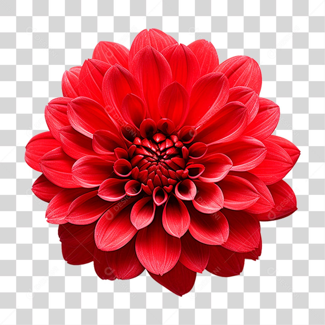 Flor Vermelha PNG Transparente