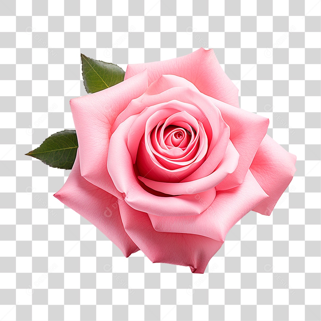 Rosa Damascena PNG Transparente