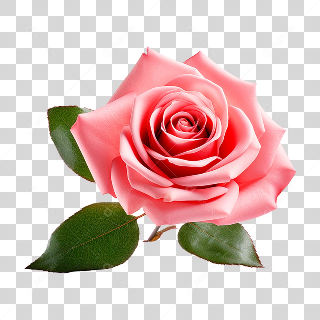 Rosa Damascena PNG Transparente