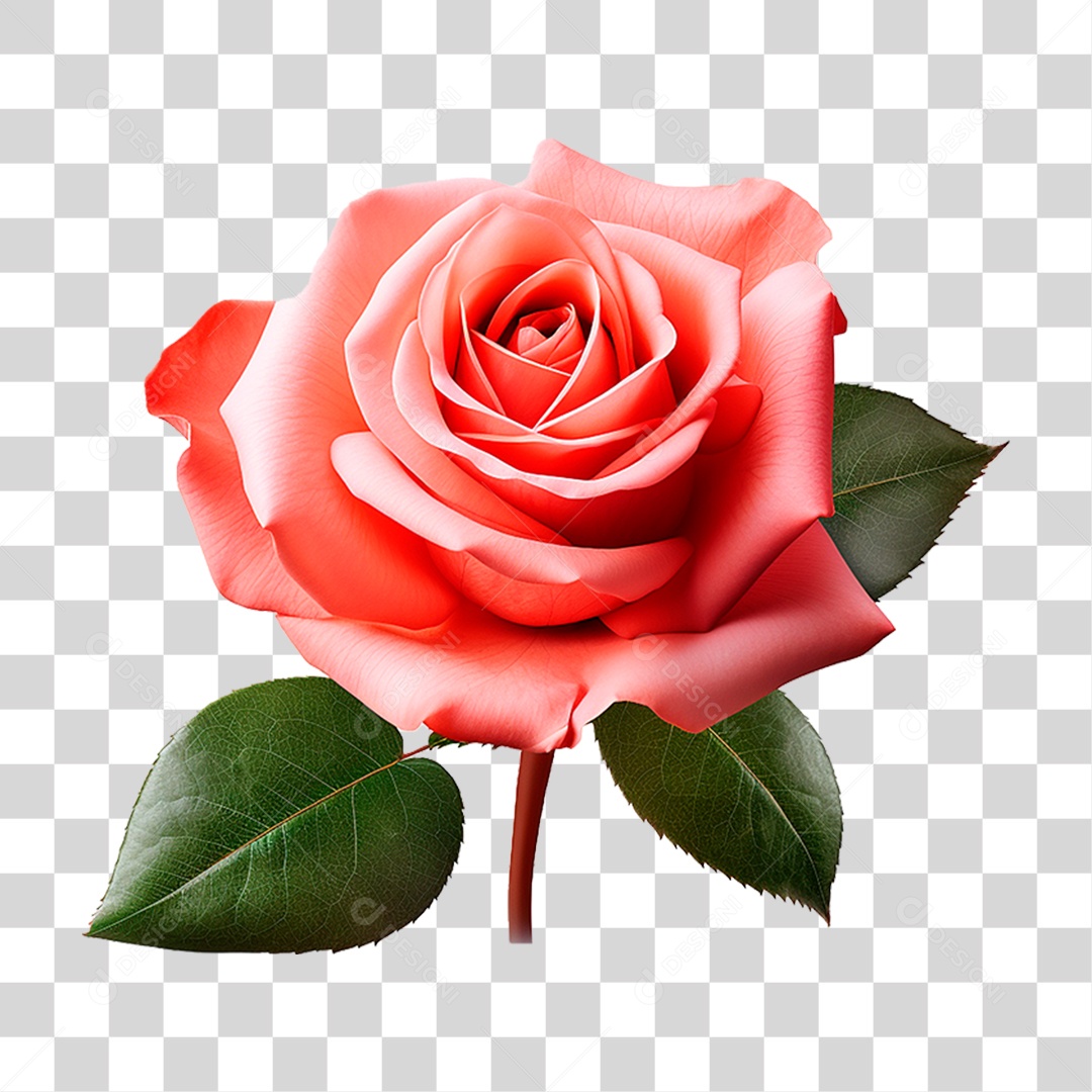 Rosa Damascena PNG Transparente