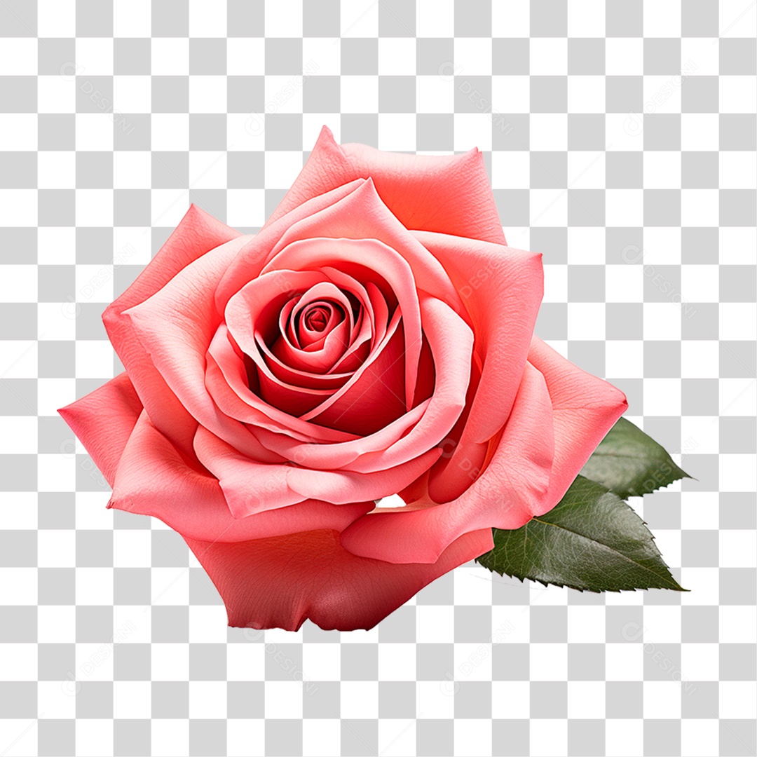 Rosa Damascena PNG Transparente