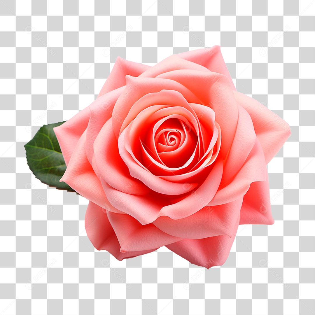 Rosa Damascena PNG Transparente