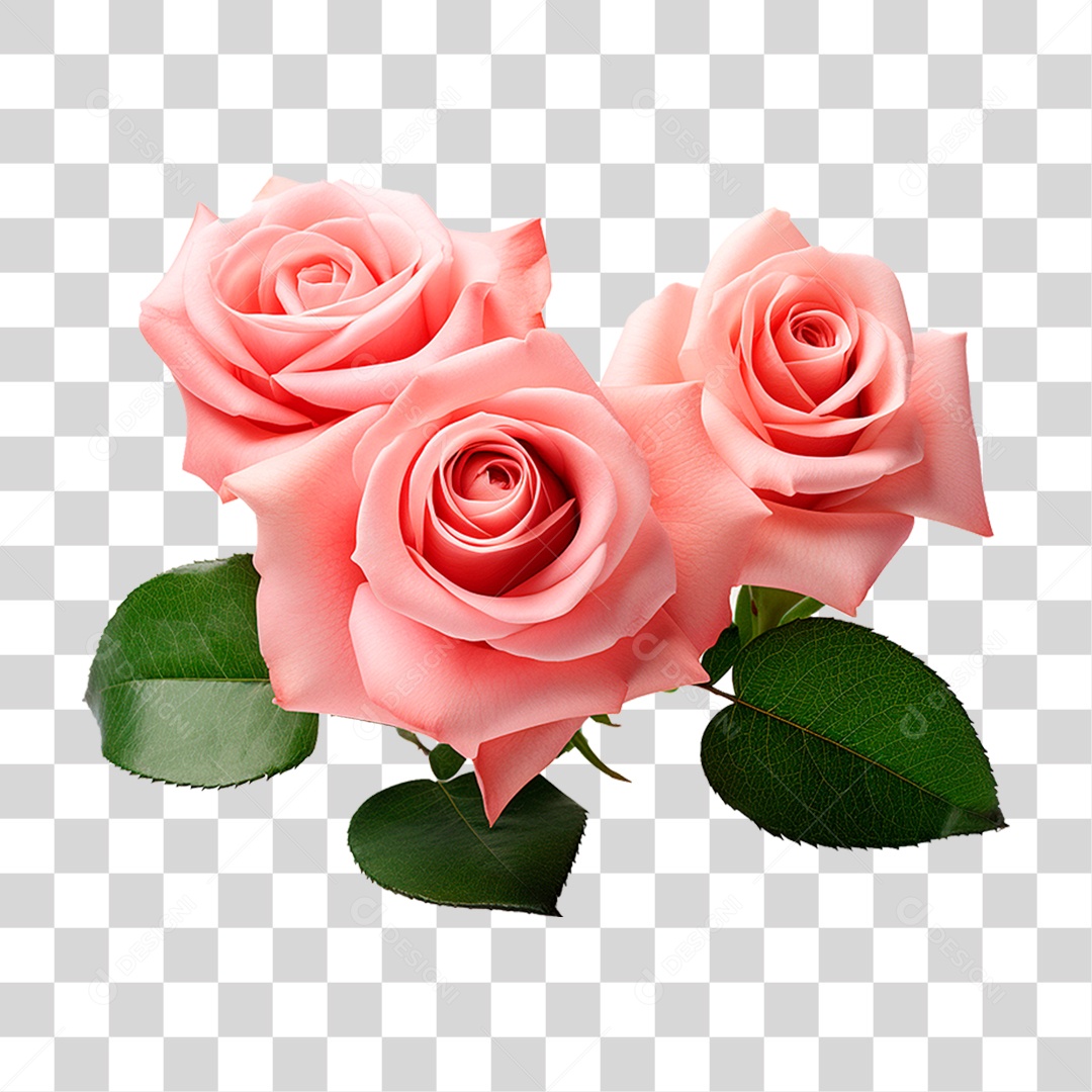 Rosas Damascena PNG Transparente