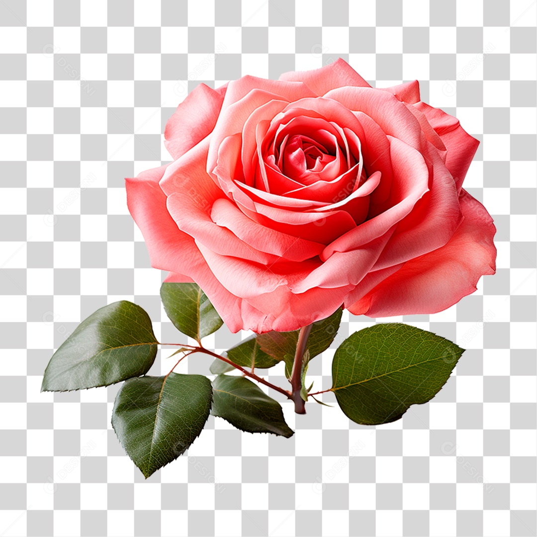 Rosa Vermelha PNG Transparente