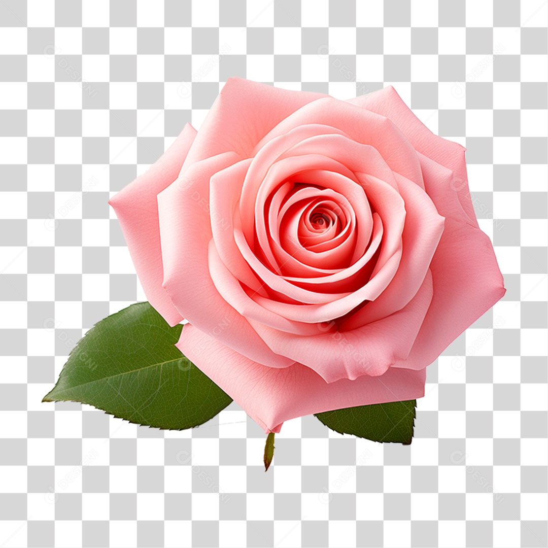 Rosa Damascena PNG Transparente