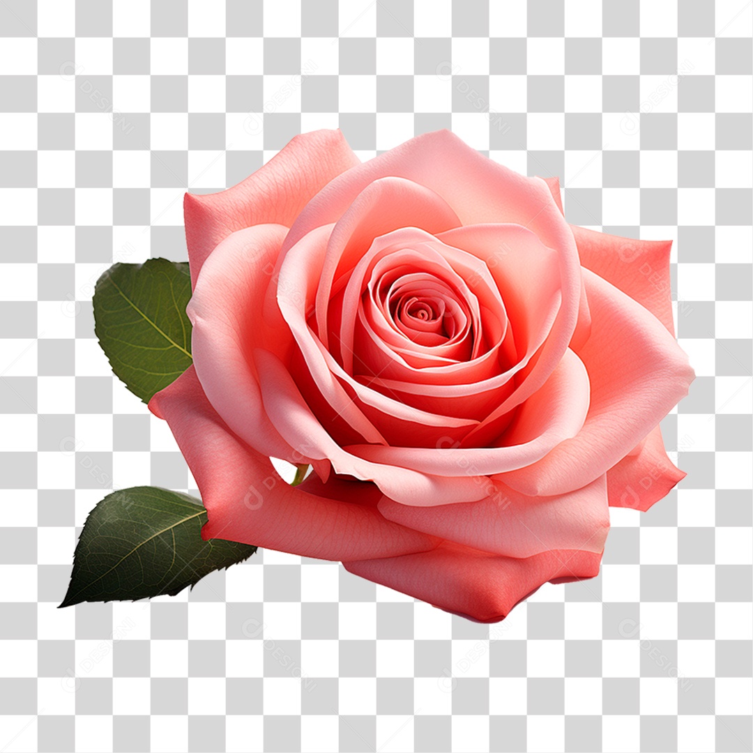 Rosa Damascena PNG Transparente