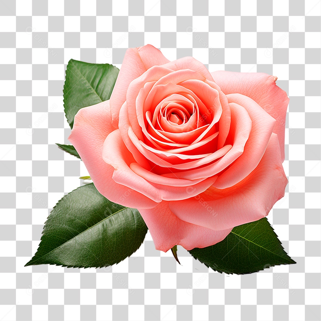 Rosa Damascena PNG Transparente