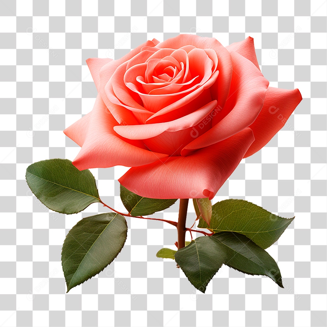 Rosa Damascena PNG Transparente