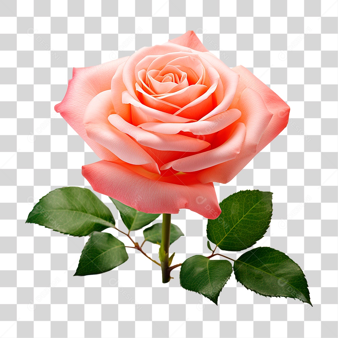 Rosa Damascena PNG Transparente