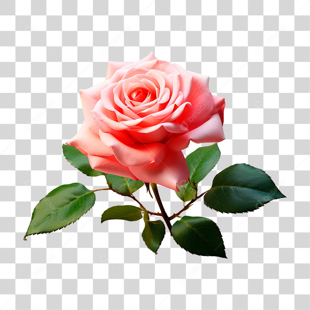 Rosa Damascena PNG Transparente