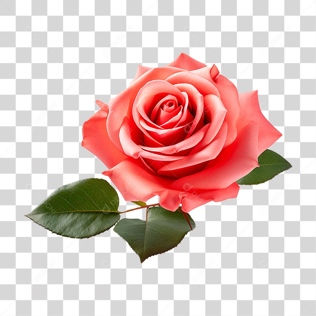 Rosa Damascena PNG Transparente