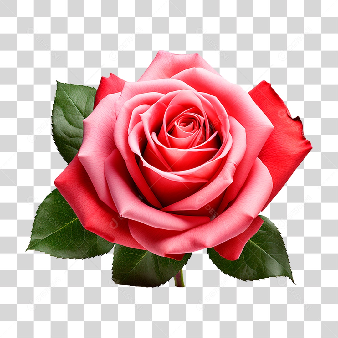 Rosa Vermelha PNG Transparente