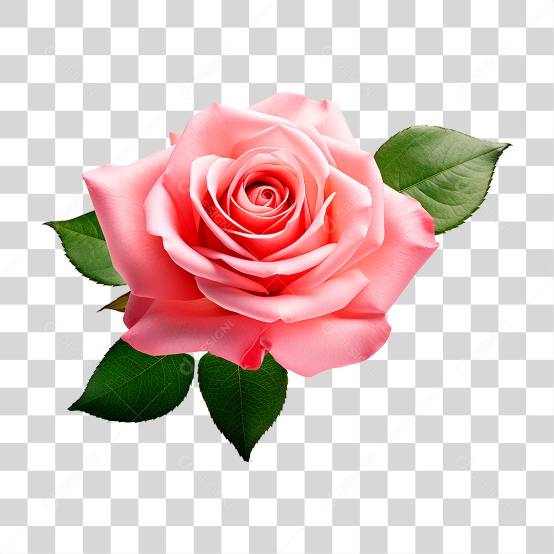 Rosa Damascena PNG Transparente