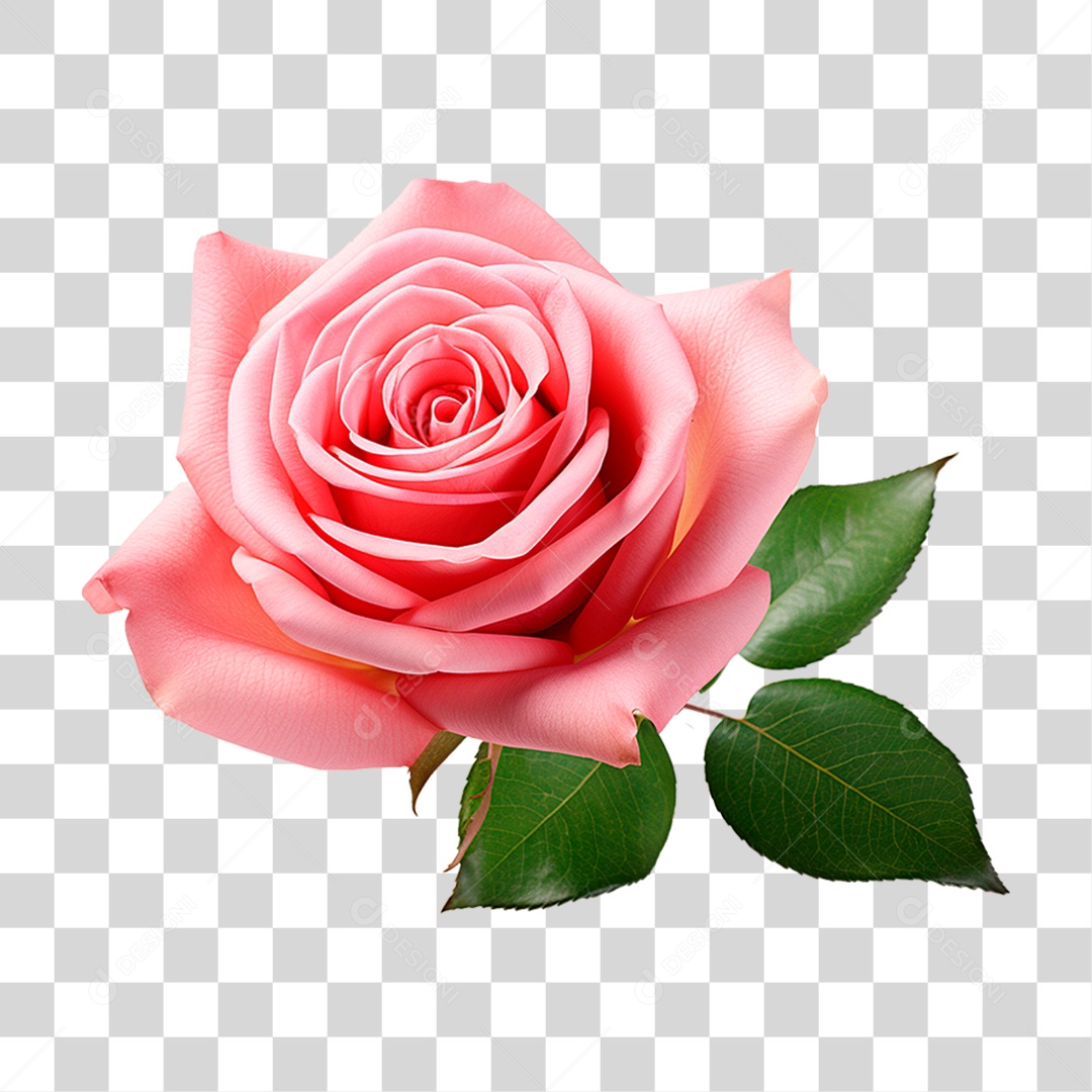 Rosa Damascena PNG Transparente