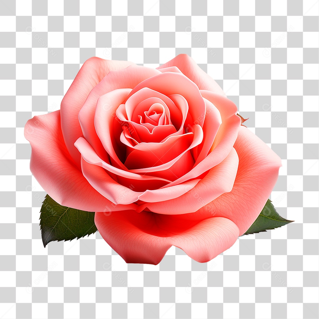 Rosa Damascena PNG Transparente