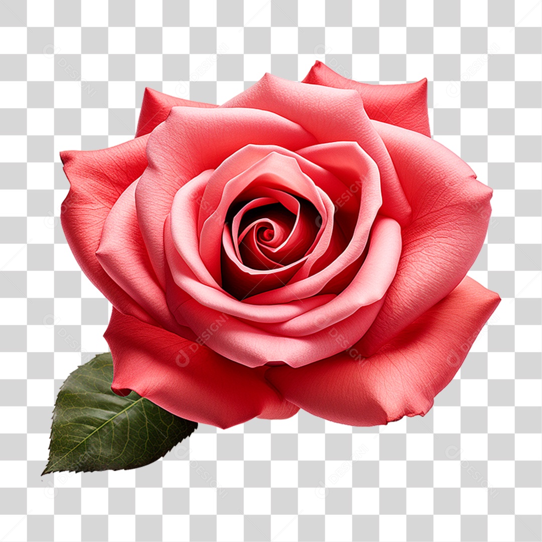 Rosa Damascena PNG Transparente