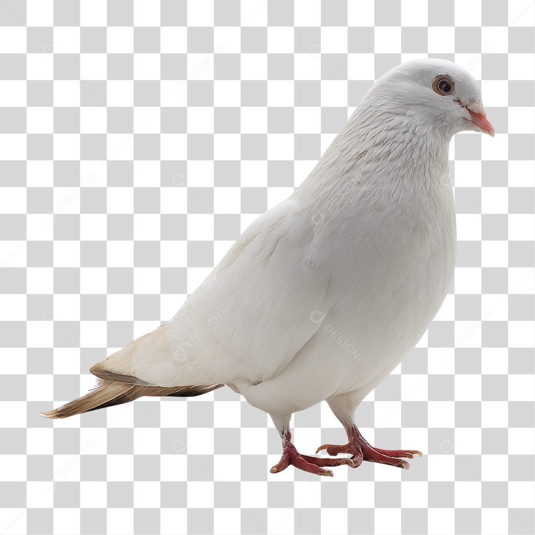 Pombo Branco PNG Transparente