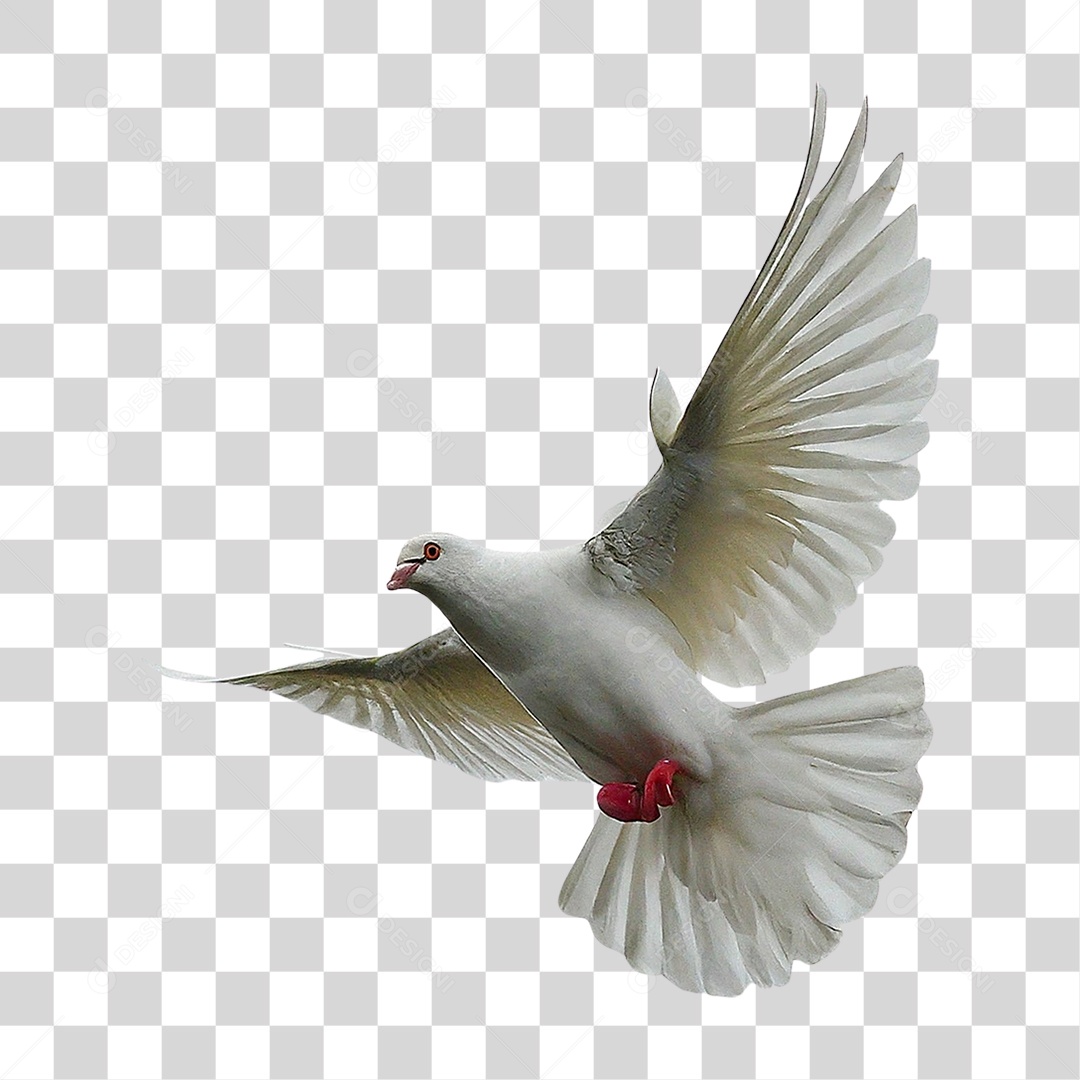 Pombo Branco PNG Transparente